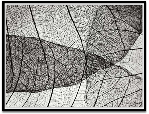 Leaf design II