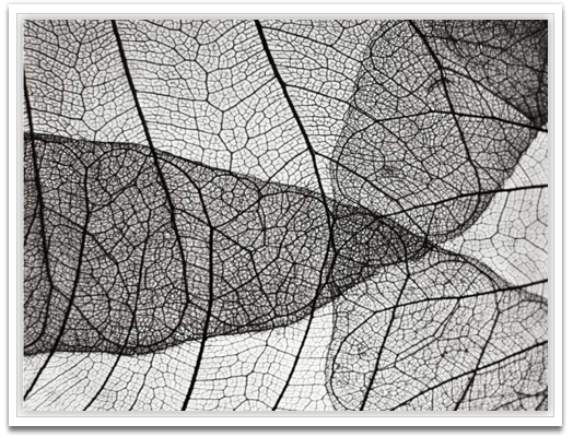 Leaf design II