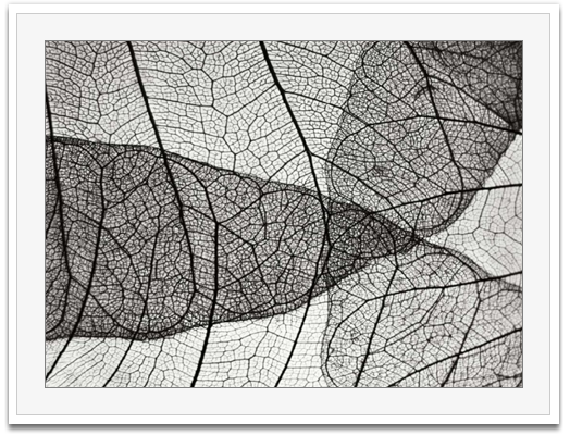 Leaf design II