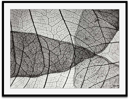 Leaf design II
