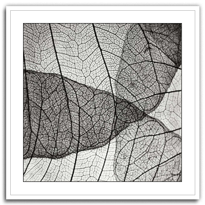 Leaf Design IV
