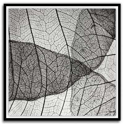 Leaf Design IV