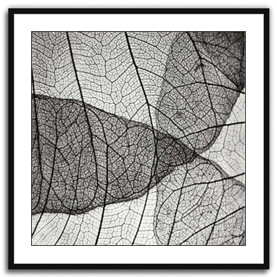 Leaf Design IV
