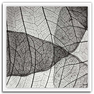 Leaf Design IV