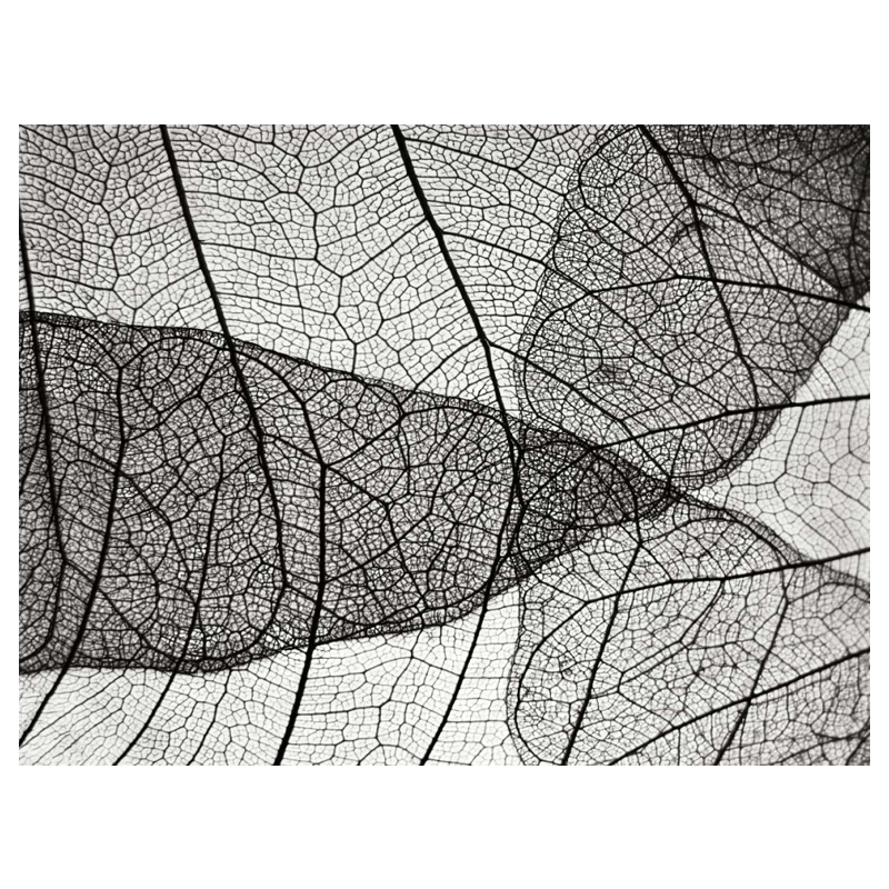 Leaf design II