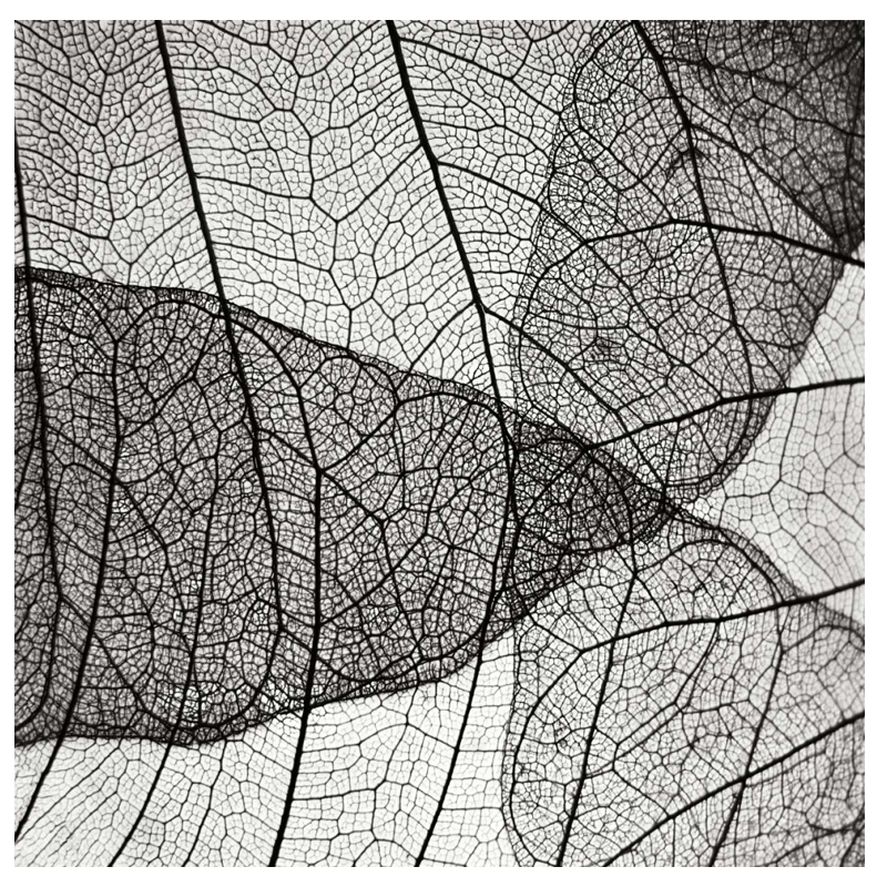 Leaf Design IV