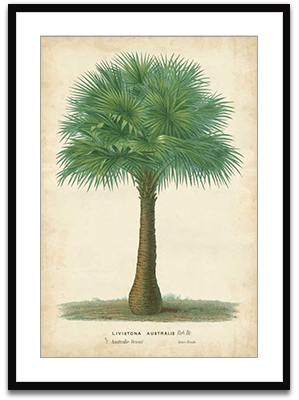 Palm of the Tropics I