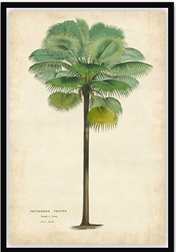 Palm of the Tropics II