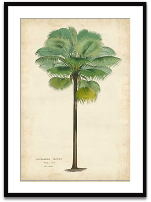 Palm of the Tropics II