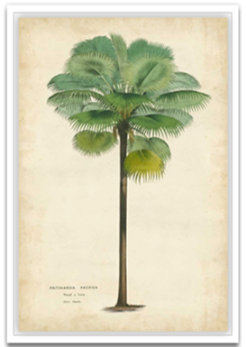 Palm of the Tropics II