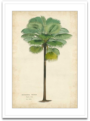 Palm of the Tropics II