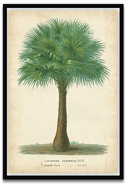 Palm of the Tropics I