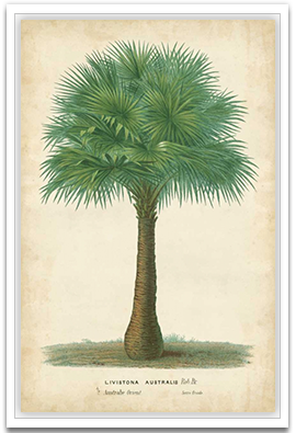 Palm of the Tropics I