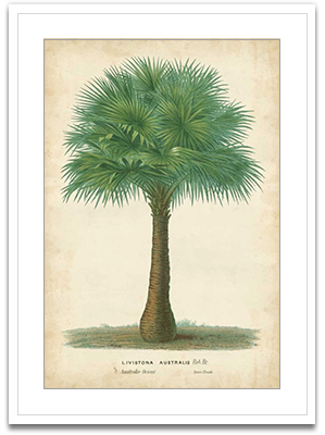 Palm of the Tropics I