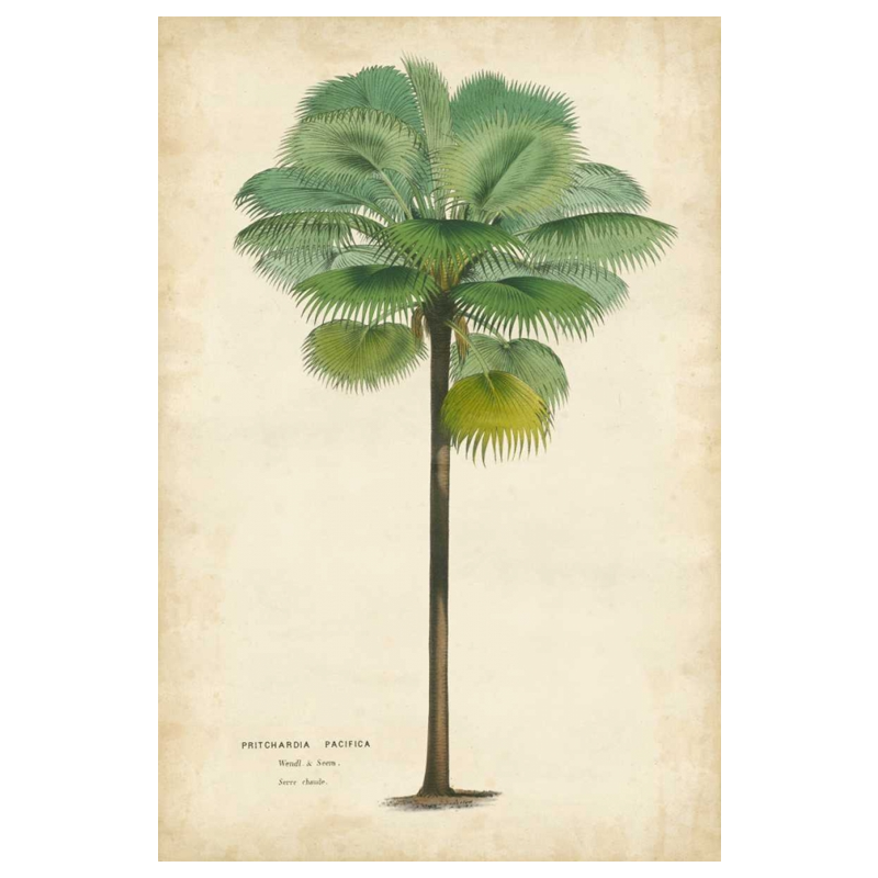 Palm of the Tropics II