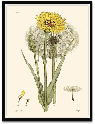 Antique Floral Plate VI