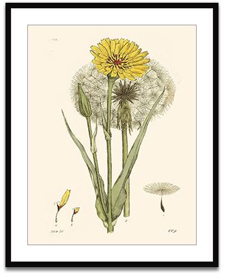 Antique Floral Plate VI