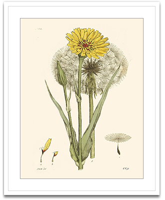 Antique Floral Plate VI