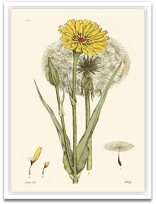 Antique Floral Plate VI