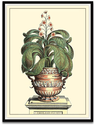 Antique Munting Aloe II