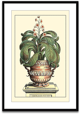 Antique Munting Aloe II