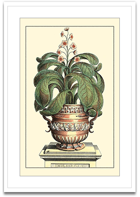 Antique Munting Aloe II