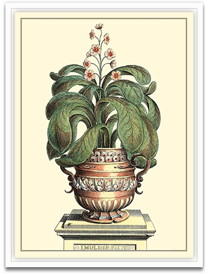 Antique Munting Aloe II