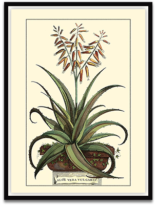Antique Munting Aloe III