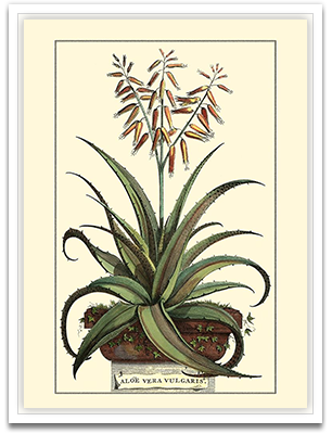 Antique Munting Aloe III