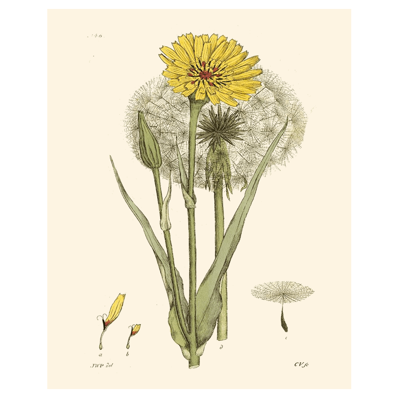 Antique Floral Plate VI