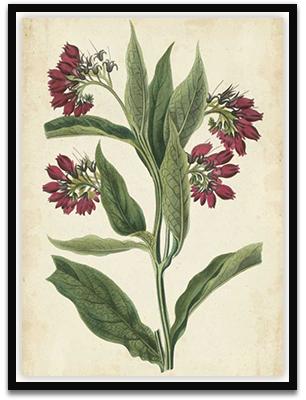 Botanical Display IV