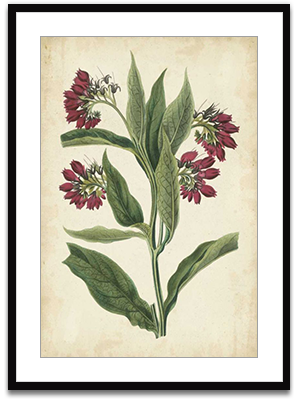 Botanical Display IV