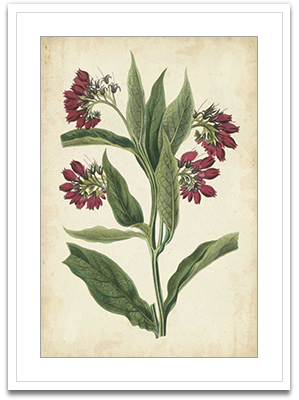 Botanical Display IV