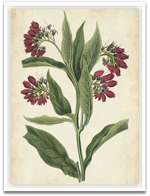 Botanical Display IV