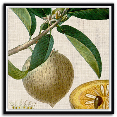 Cropped Turpin Tropicals V