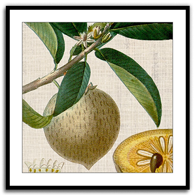 Cropped Turpin Tropicals V