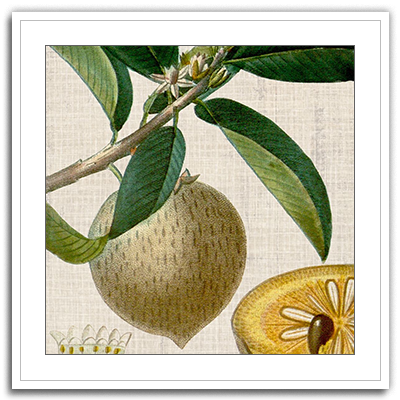 Cropped Turpin Tropicals V