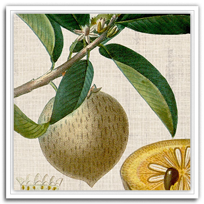 Cropped Turpin Tropicals V