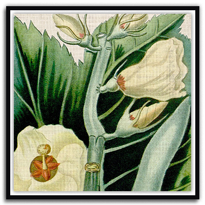 Cropped Turpin Tropicals III