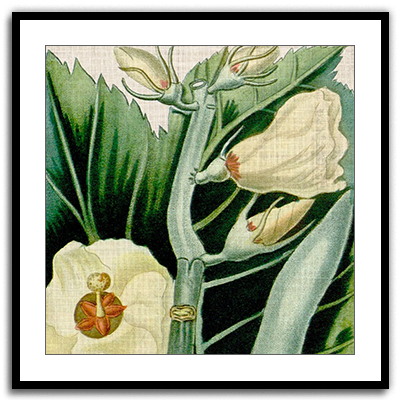 Cropped Turpin Tropicals III