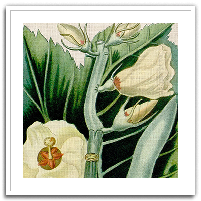 Cropped Turpin Tropicals III