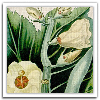 Cropped Turpin Tropicals III