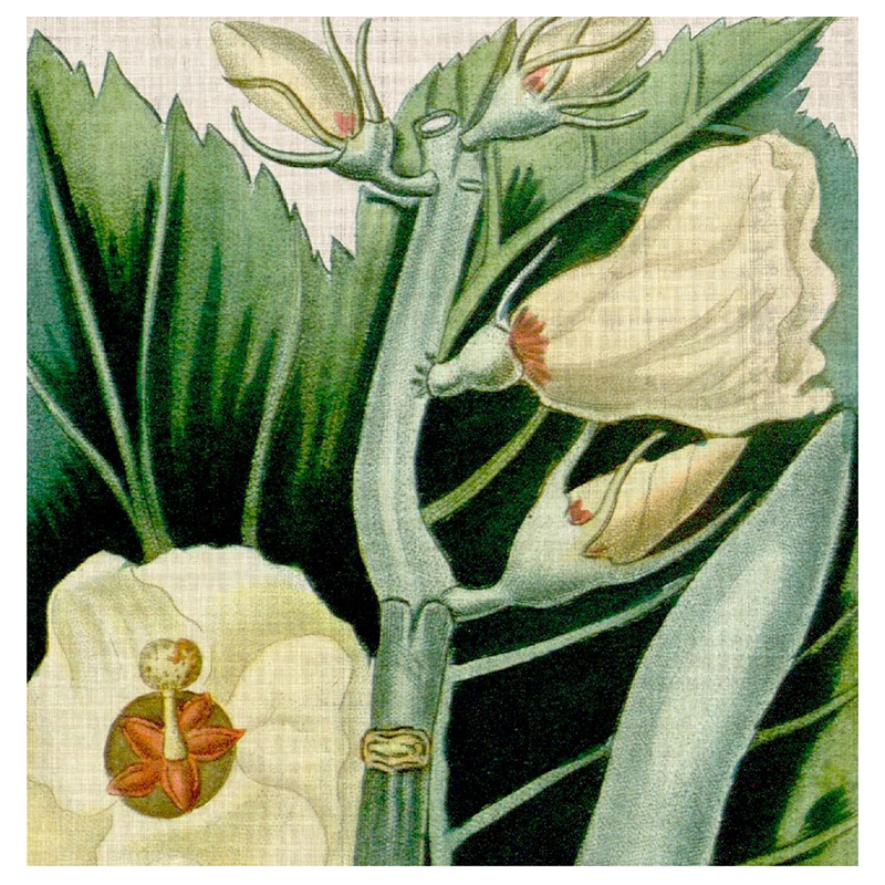 Cropped Turpin Tropicals III