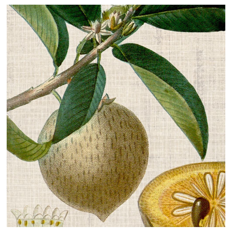 Cropped Turpin Tropicals V