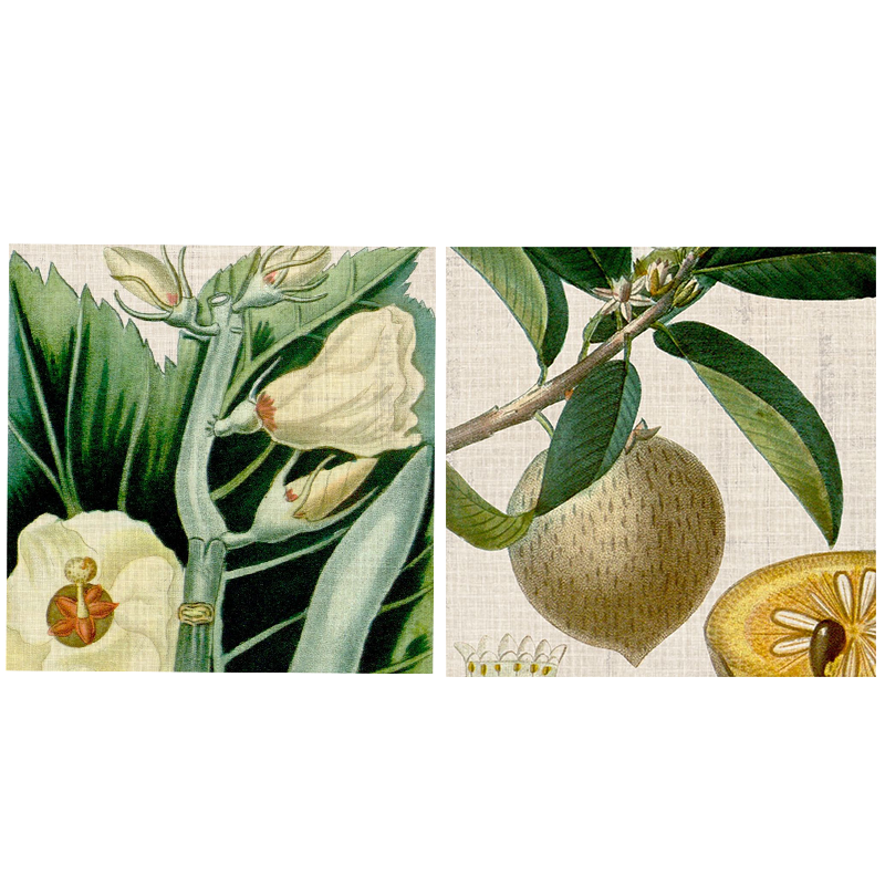 Cropped Turpin Tropicals Set