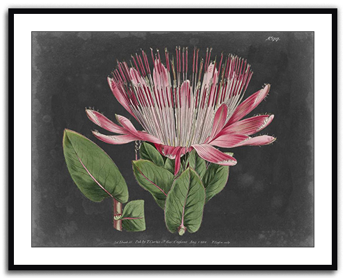 Dramatic Protea 2