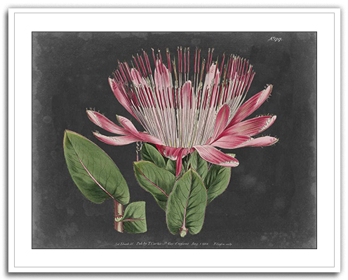 Dramatic Protea 2