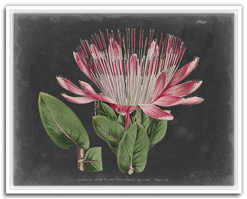 Dramatic Protea 2