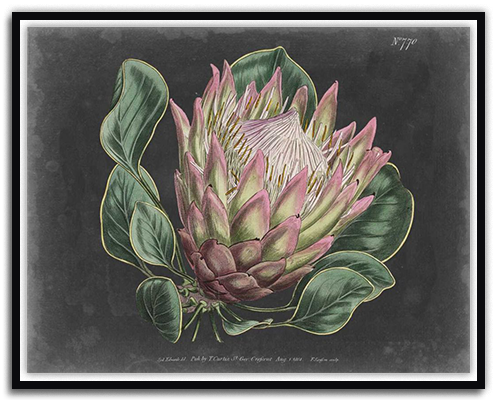 Dramatic Protea