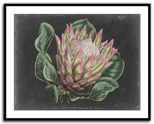 Dramatic Protea